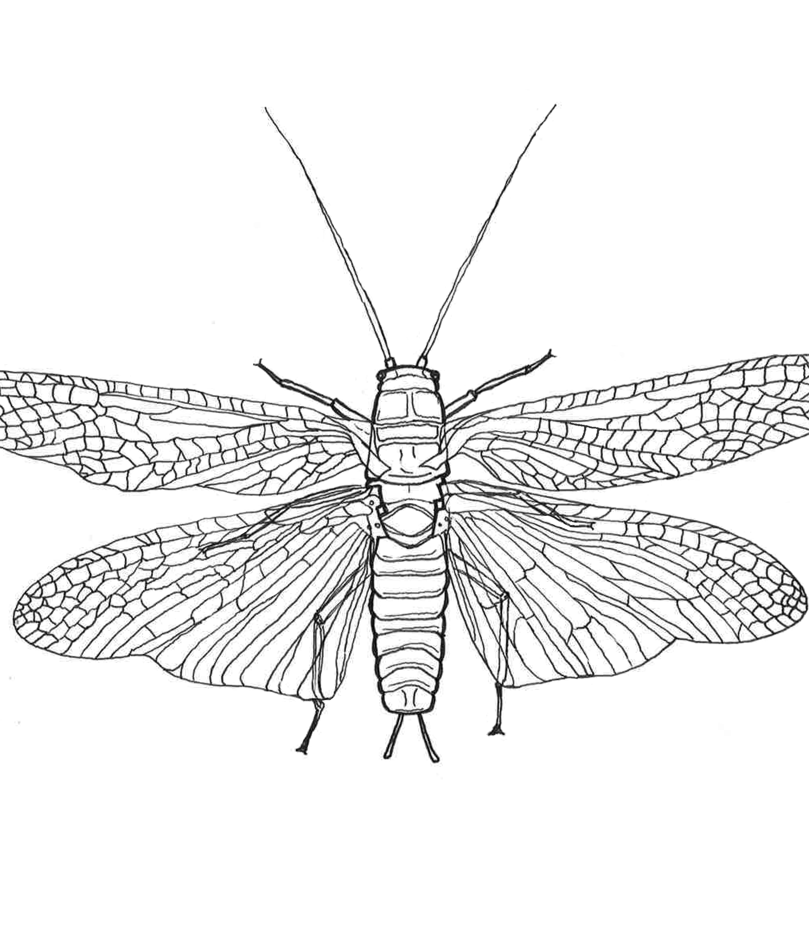 Salmon Fly - Ink